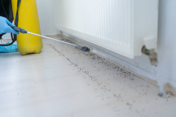 Best Flea Control Services  in Middletown, KY